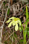 Hooded pitcherplant